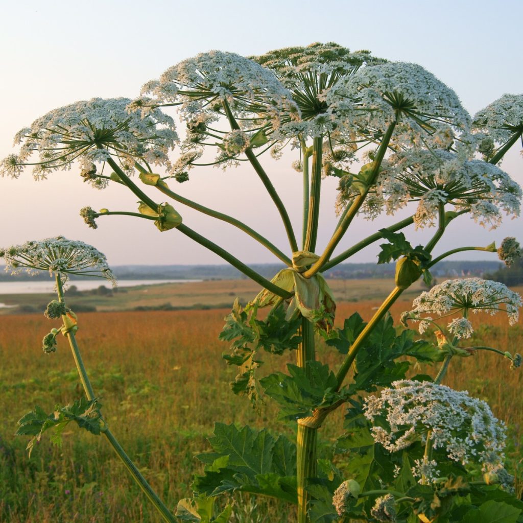 Siguldas pilsētas SIA “JUMIS” visā Vidzemē nodrošina latvāņu iznīcināšanu