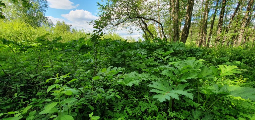Svarīga informācija par latvāņu ierobežošanu