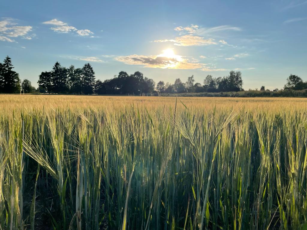 Izmaiņas Siguldas pilsētas SIA “JUMIS” klientu apkalpošanas zvanu centra, atkritumu šķirošanas laukuma “Zemdegas” un kompostēšanas laukuma “Kreiļi” darba laikā Līgo svētkos