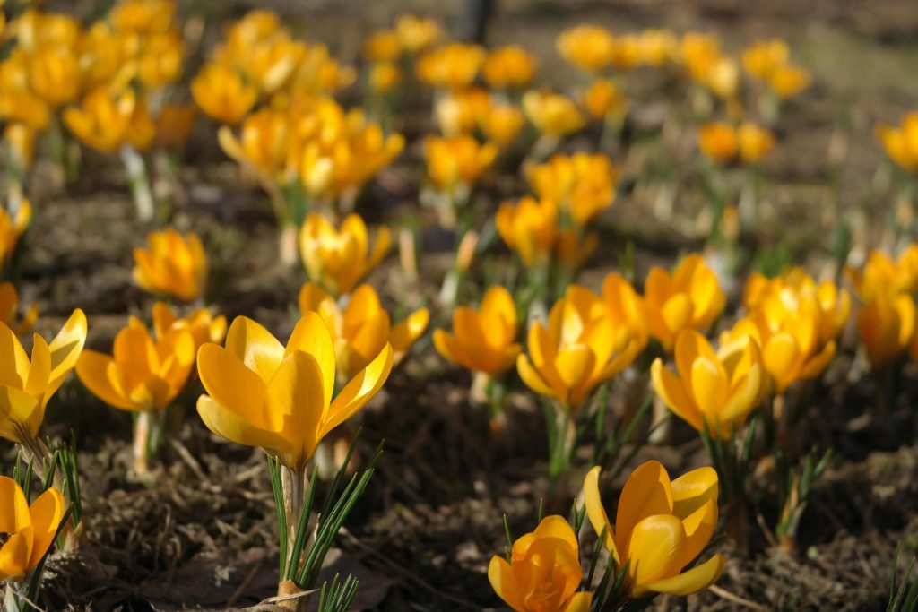 “JUMIS” Siguldas pilsētas SIA darba laika izmaiņas Lieldienās