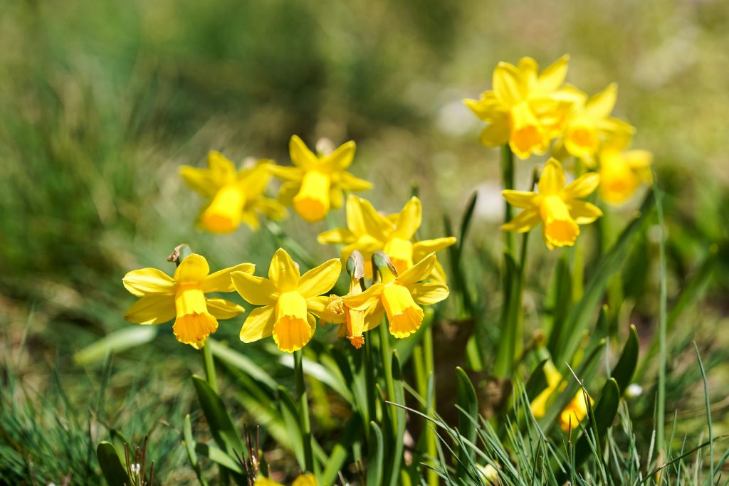 “JUMIS” Siguldas pilsētas SIA darba laiks maija svētkos